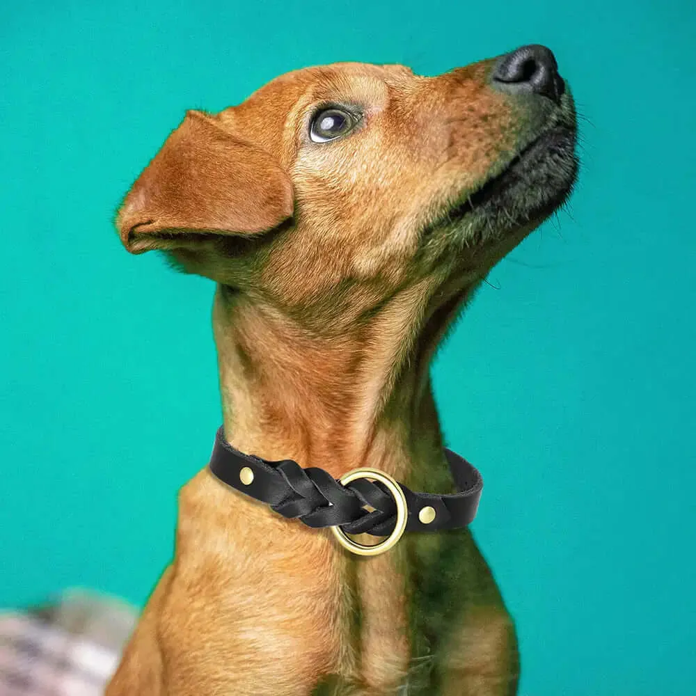 100% leather - Collar and leash set for dogs