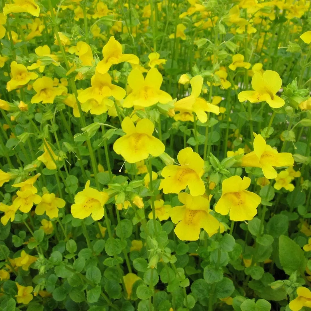 Mimulus guttatus | Yellow Monkey Flower