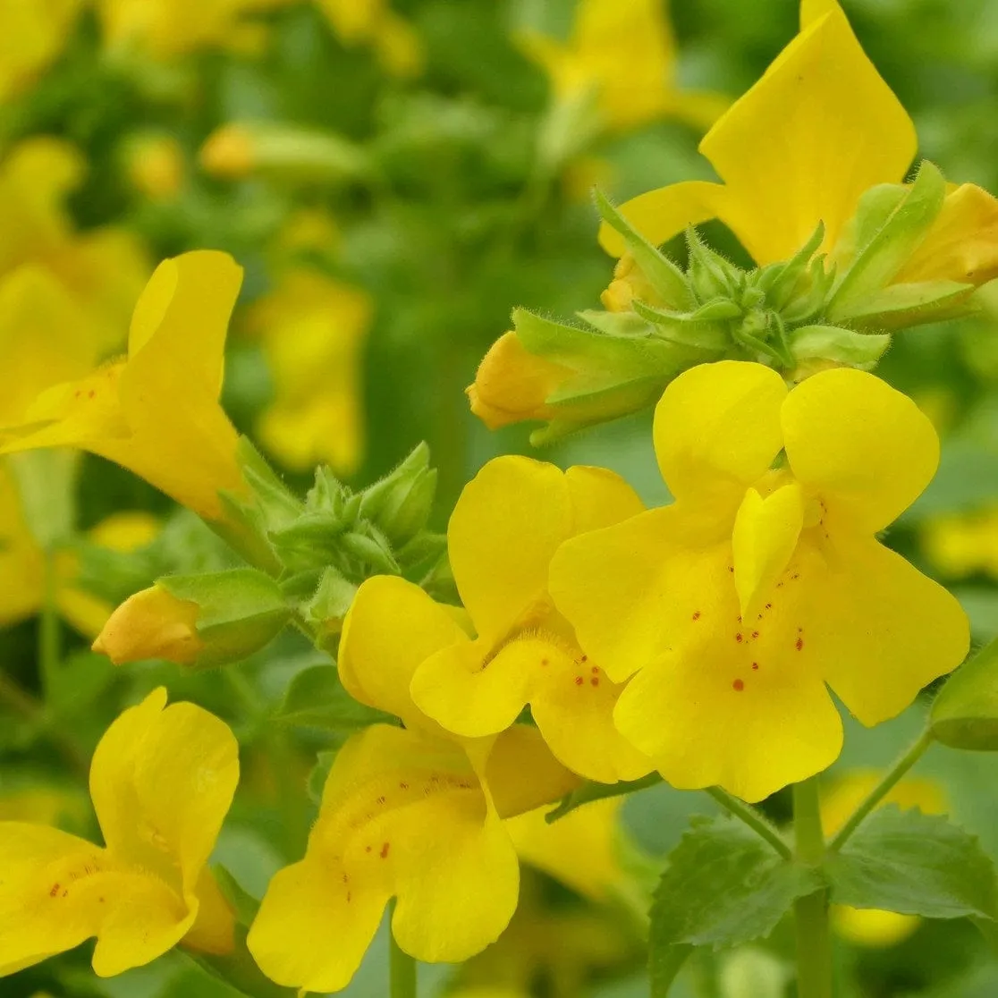 Mimulus guttatus | Yellow Monkey Flower