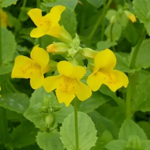 Mimulus guttatus | Yellow Monkey Flower