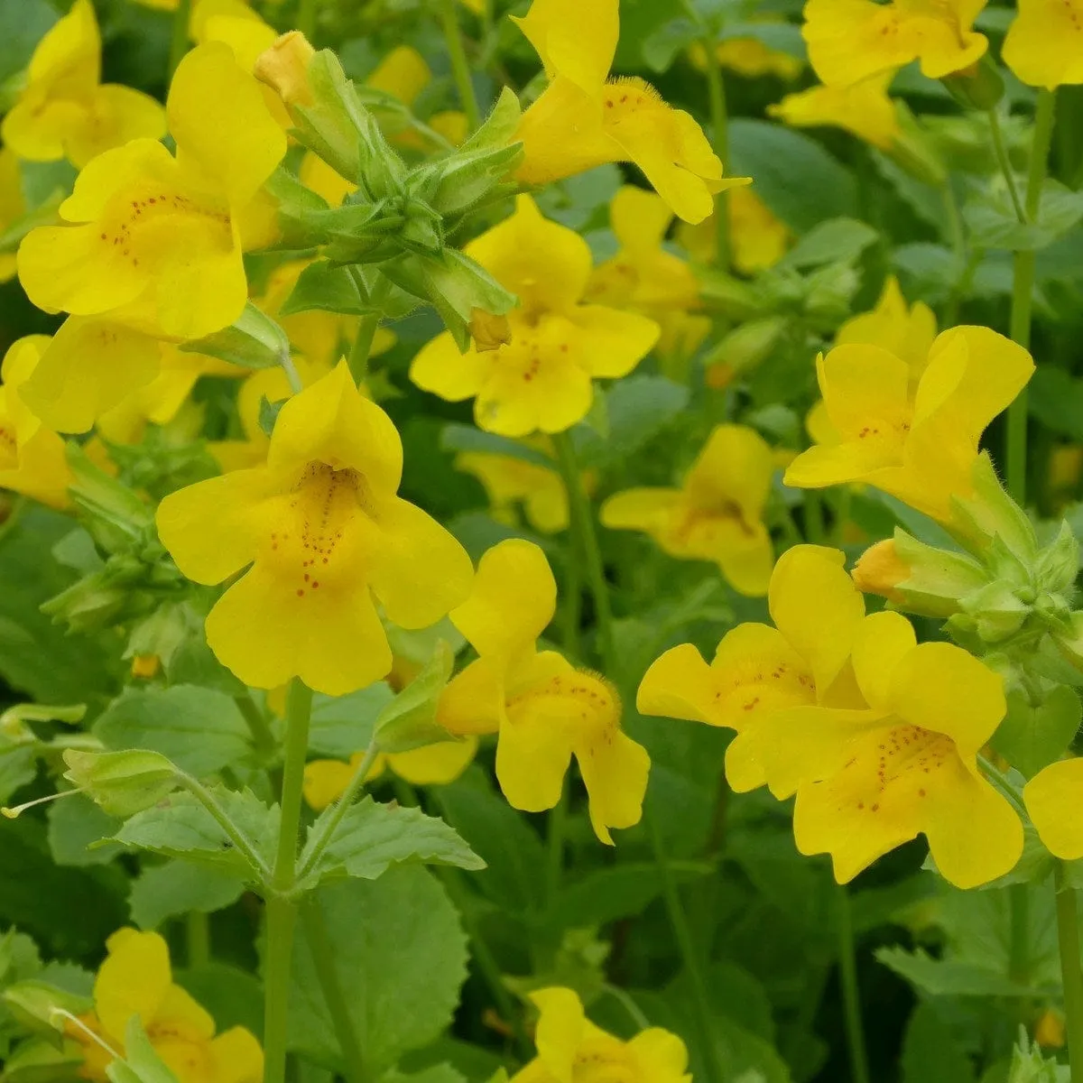 Mimulus guttatus | Yellow Monkey Flower