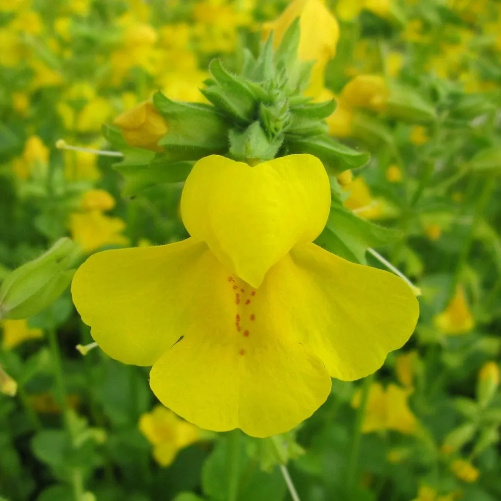 Mimulus guttatus | Yellow Monkey Flower